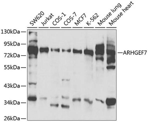 Antibodie to-ARHGEF7 