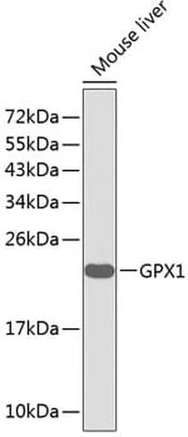 Antibodie to-GPX1 