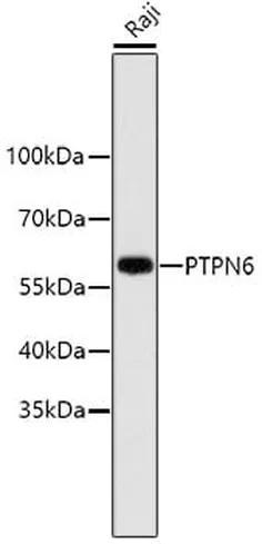 Antibodie to-PTPN6  [Assigned #A11134]