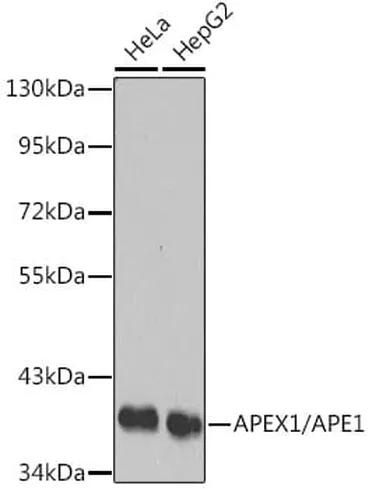 Antibodie to-APEX1  - Identical to Abcam (ab175315)