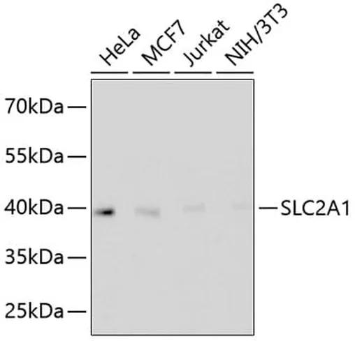 Antibodie to-SLC2A1  [Assigned #A11170]