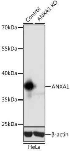 Antibodie to-ANXA1  - Identical to Abcam (ab196830)