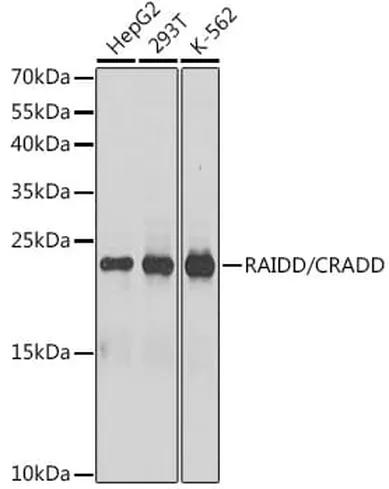 Antibodie to-CRADD 