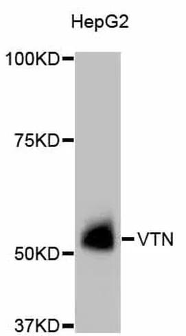Antibodie to-VTN  [Assigned #A11245]