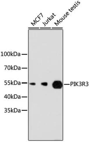 Antibodie to-PIK3R3  [Assigned #A11260]