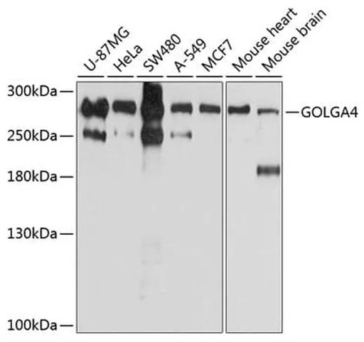 Antibodie to-GOLGA4 