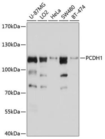 Antibodie to-PCDH1 