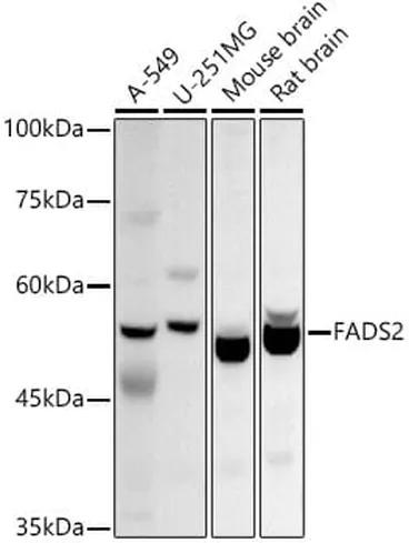 Antibodie to-FADS2 