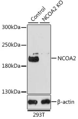 Antibodie to-NCOA2 