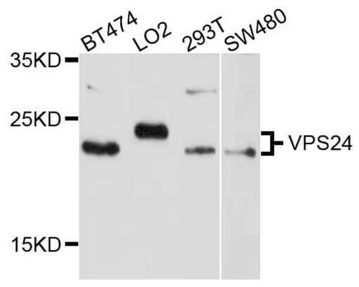 Antibodie to-VPS24 