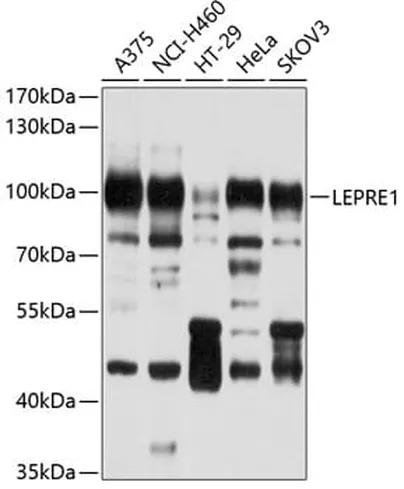 Antibodie to-LEPRE1 