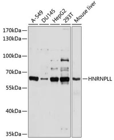 Antibodie to-HNRPLL 