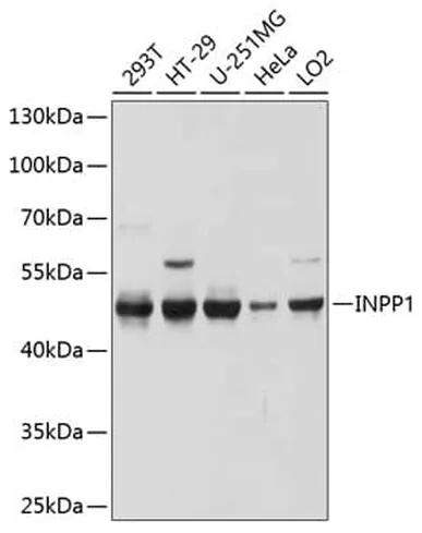 Antibodie to-INPP1 