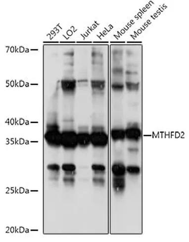 Antibodie to-MTHFD2 
