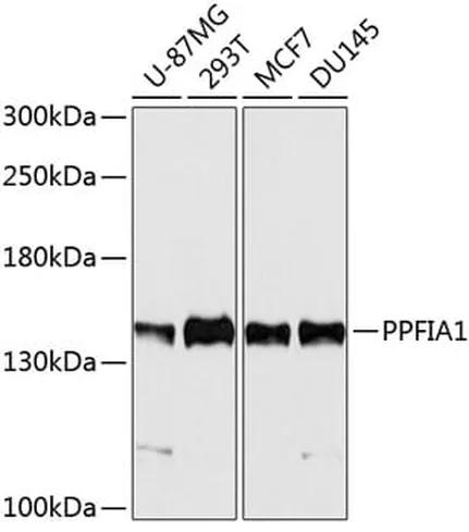 Antibodie to-PPFIA1 