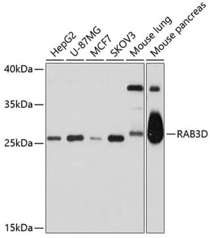 Antibodie to-RAB3D 