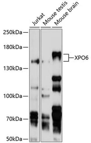 Antibodie to-XPO6 