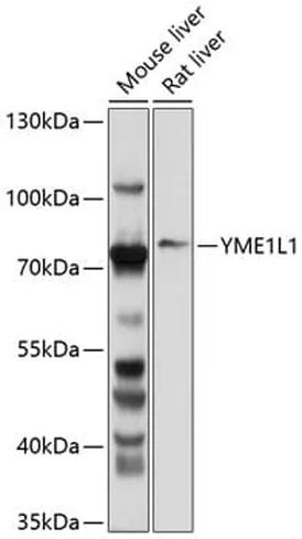 Antibodie to-YME1L1 