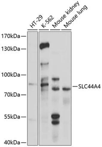 Antibodie to-SLC44A4 