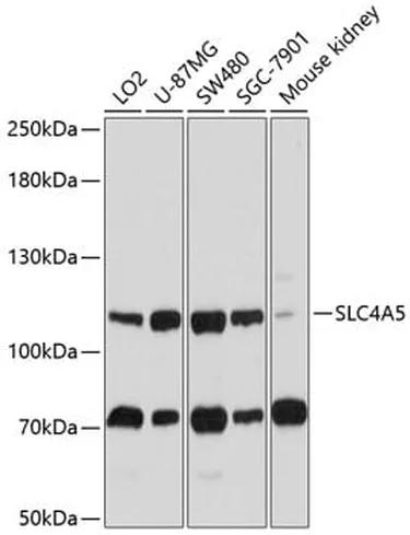 Antibodie to-SLC4A5 