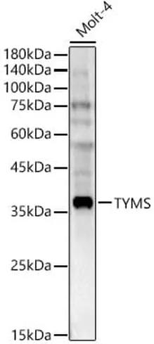 Antibodie to-TYMS 
