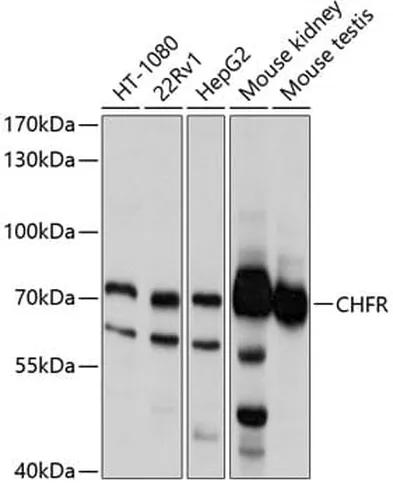 Antibodie to-CHFR 