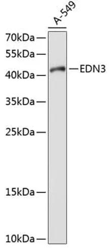 Antibodie to-EDN3 
