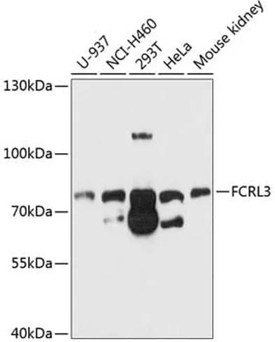 Antibodie to-FCRL3 