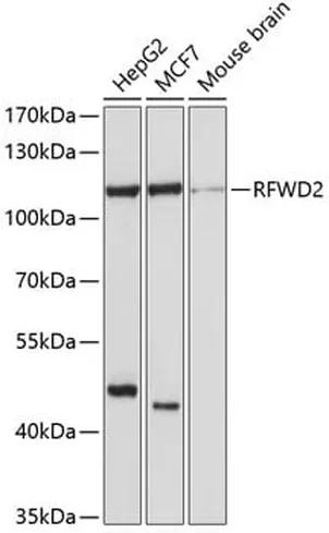Antibodie to-RFWD2 