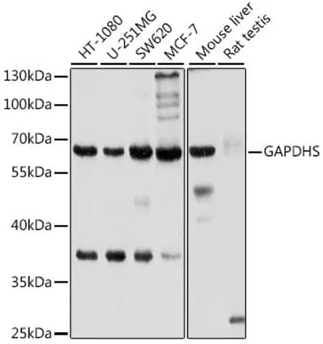 Antibodie to-GAPDHS 