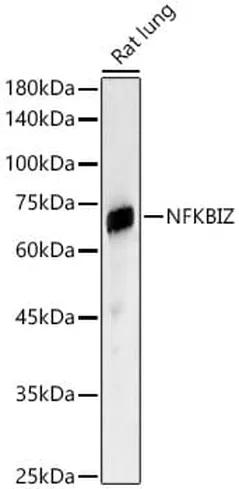 Antibodie to-NFKBIZ 