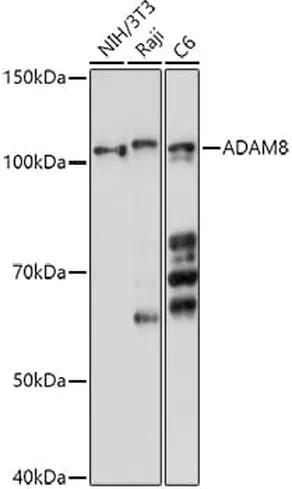 Antibodie to-ADAM8 