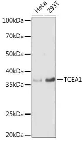 Antibodie to-TCEA1 