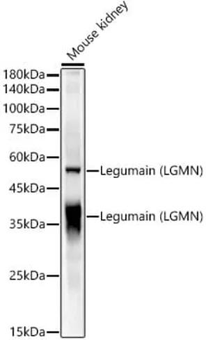 Antibodie to-LGMN 