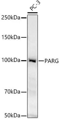 Antibodie to-PARG 