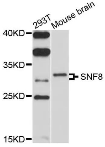 Antibodie to-SNF8 