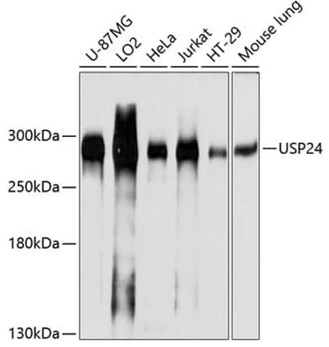 Antibodie to-USP24 