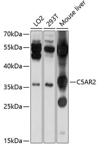 Antibodie to-C5AR2 