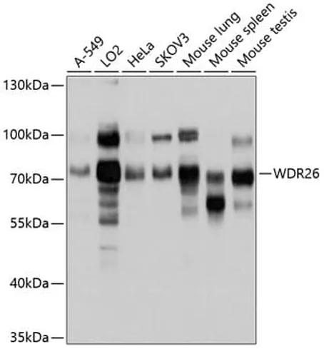 Antibodie to-WDR26 
