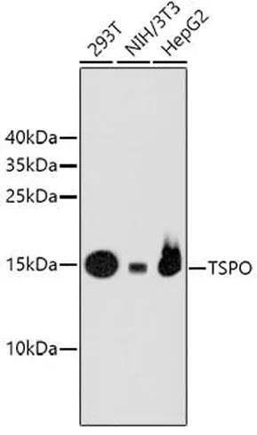 Antibodie to-TSPO  [Assigned #A10765]