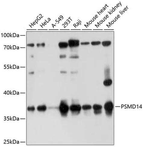 Antibodie to-PSMD14 