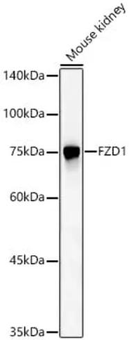 Antibodie to-FZD1 