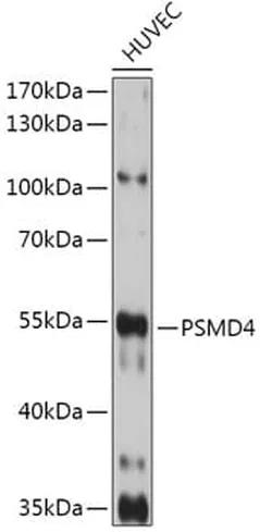 Antibodie to-PSMD4 