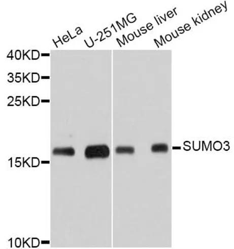 Antibodie to-SUMO3 