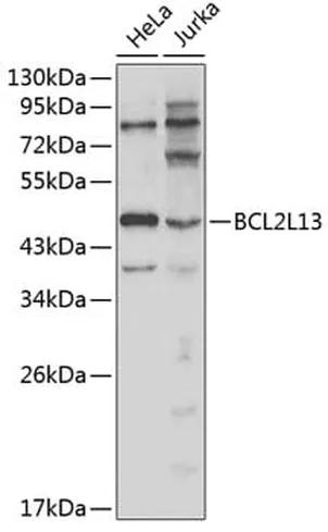 Antibodie to-BCL2L13 