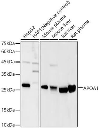 Antibodie to-APOA1 