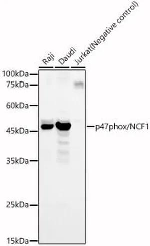 Antibodie to-NCF1 