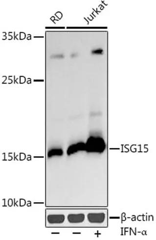Antibodie to-ISG15 
