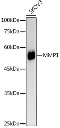 Antibodie to-MMP1 