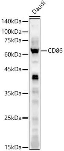 Antibodie to-CD86  - Identical to Abcam (ab196564)